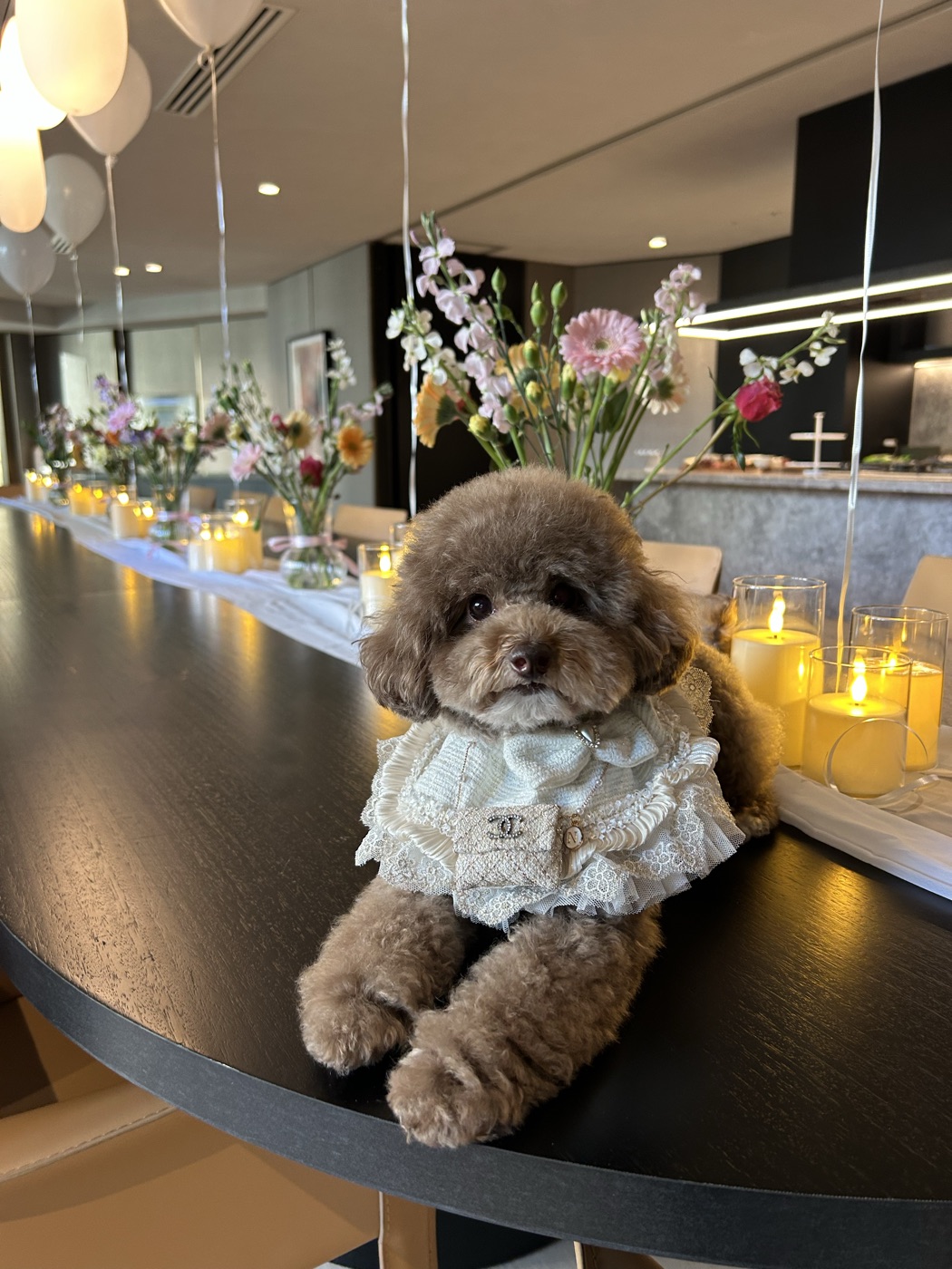 Summer Buzz groom