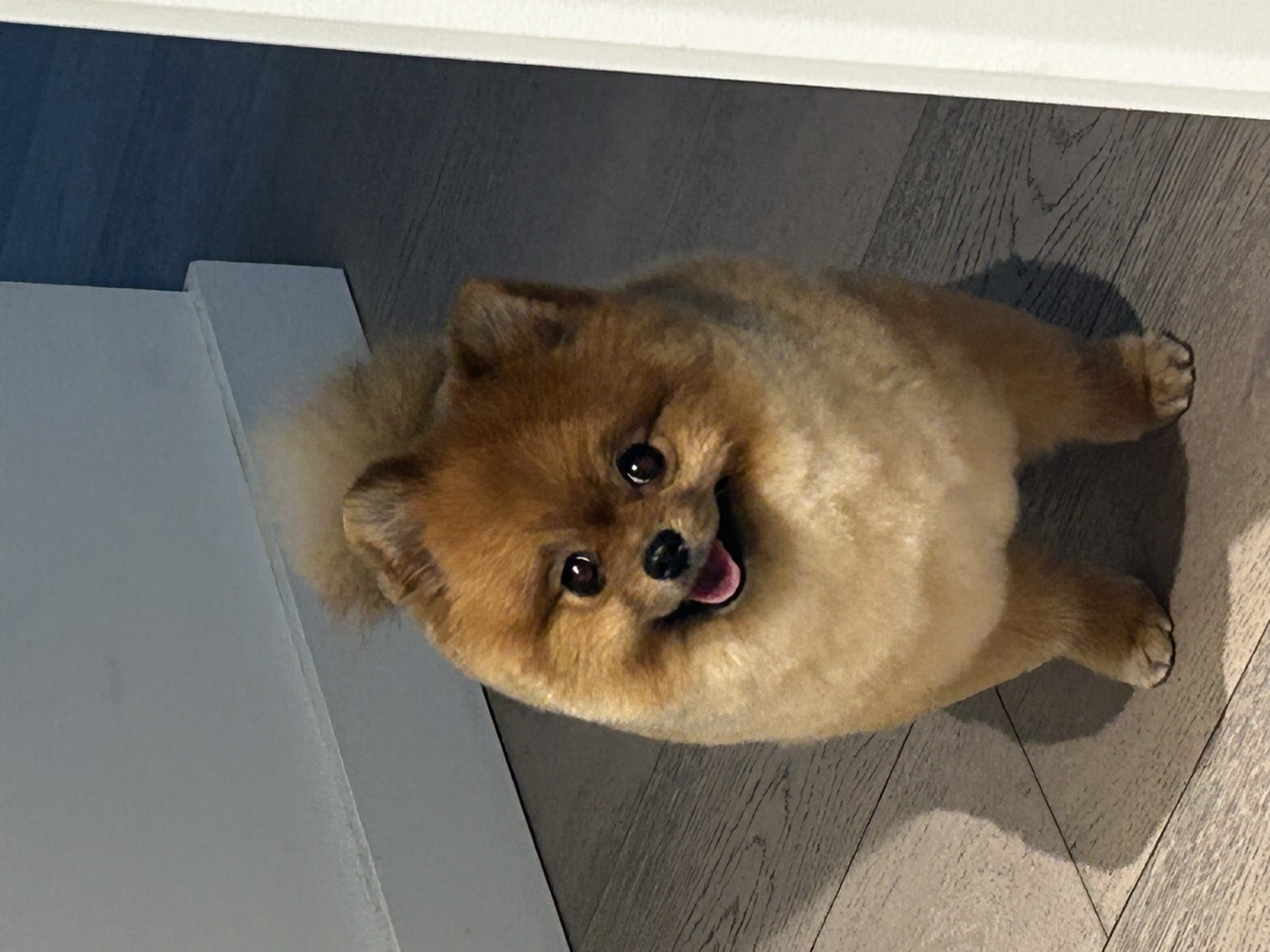 groomed puppy portrait