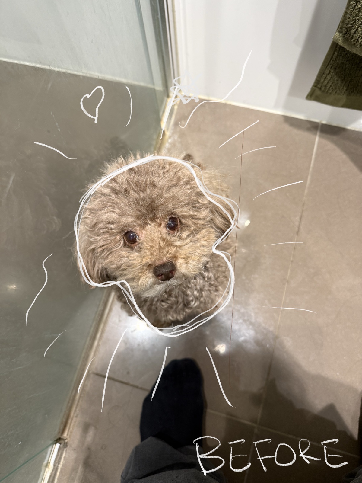 An apricot poodle before its studio groom